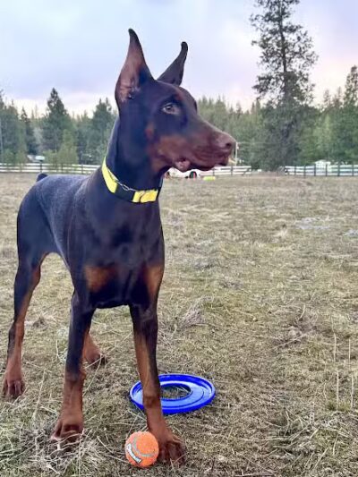 Sniff Spot Dog Park - Spokane, WA