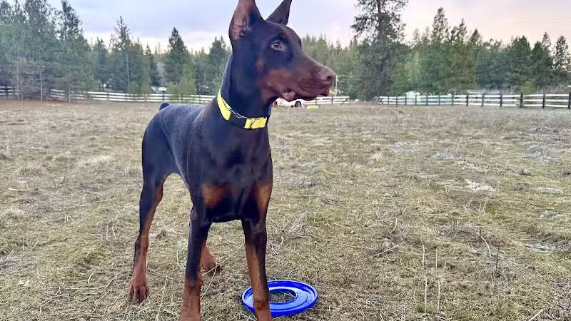 Sniff Spot Dog Park - Spokane, WA