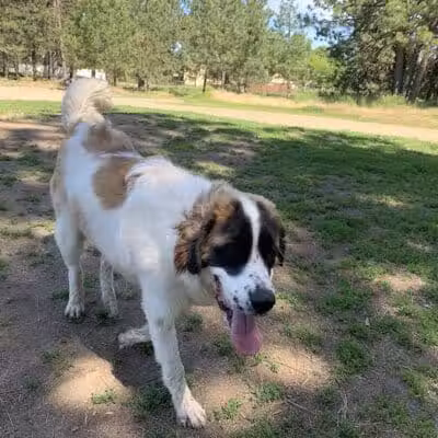South Hill Dog Park - Spokane, WA