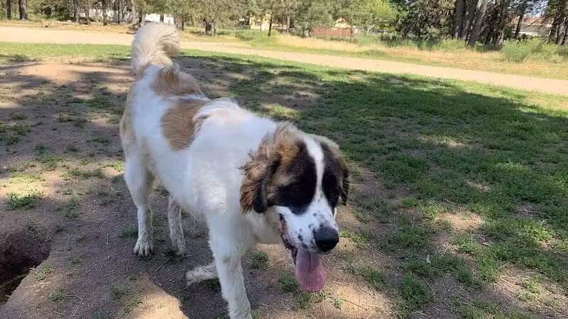 South Hill Dog Park - Spokane, WA