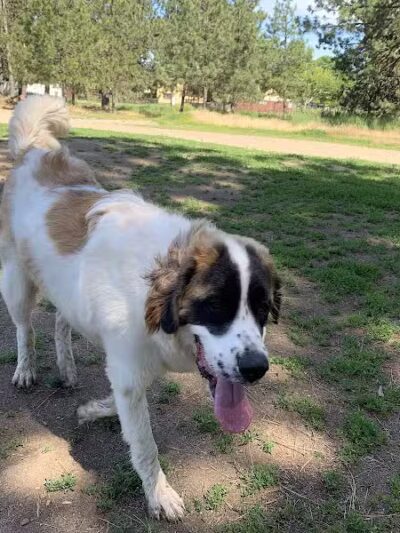 South Hill Dog Park - Spokane, WA