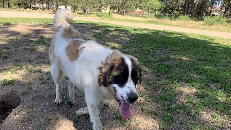 South Hill Dog Park - Spokane, WA