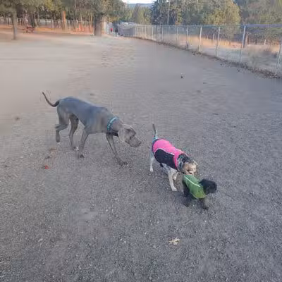South Hill Dog Park - Spokane, WA