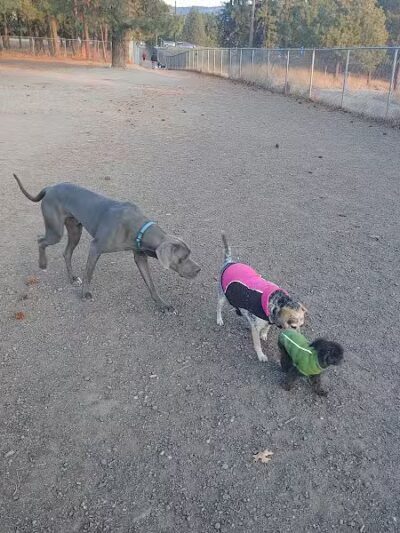 South Hill Dog Park - Spokane, WA