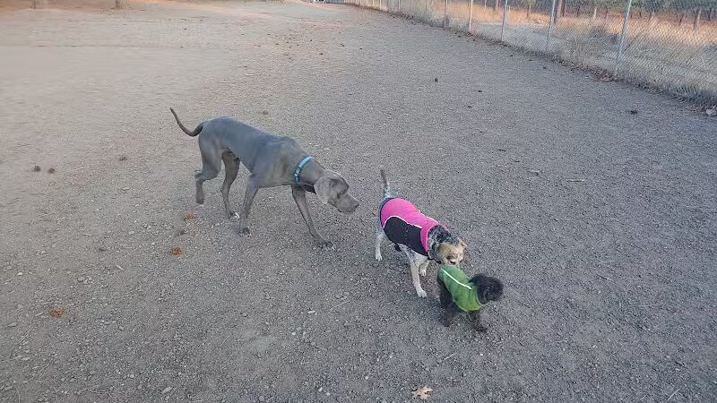 South Hill Dog Park - Spokane, WA