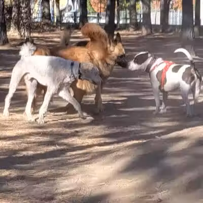 South Hill Dog Park - Spokane, WA
