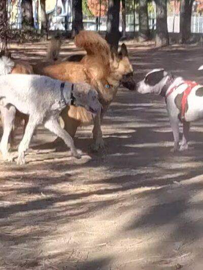 South Hill Dog Park - Spokane, WA