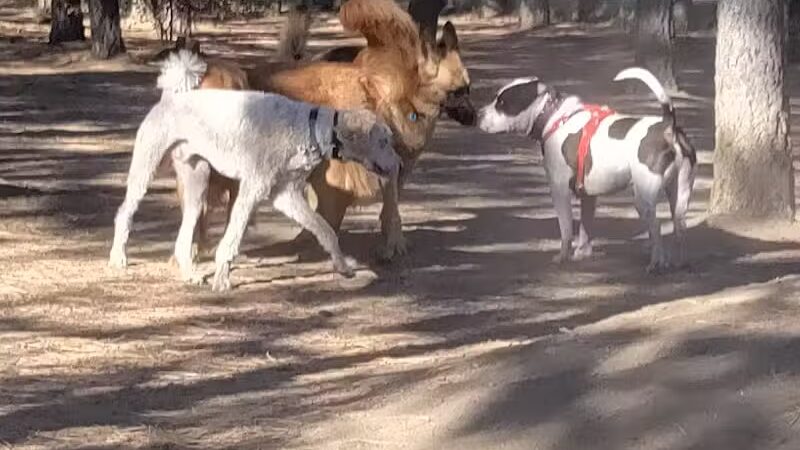 South Hill Dog Park - Spokane, WA