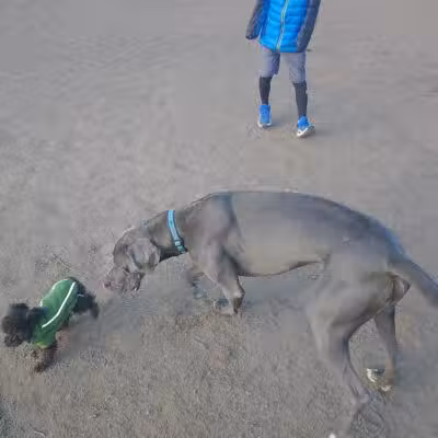 South Hill Dog Park - Spokane, WA