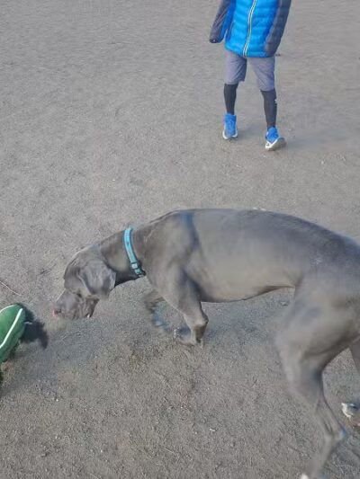 South Hill Dog Park - Spokane, WA