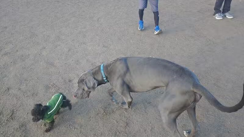 South Hill Dog Park - Spokane, WA