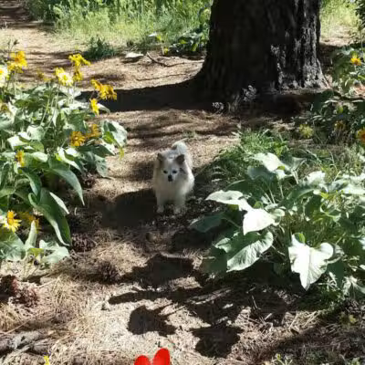 South Hill Dog Park - Spokane, WA
