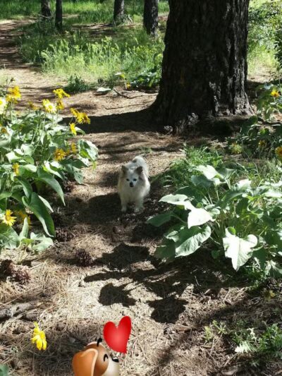 South Hill Dog Park - Spokane, WA
