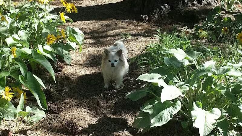 South Hill Dog Park - Spokane, WA
