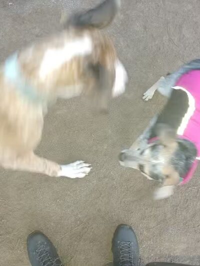 South Hill Dog Park - Spokane, WA