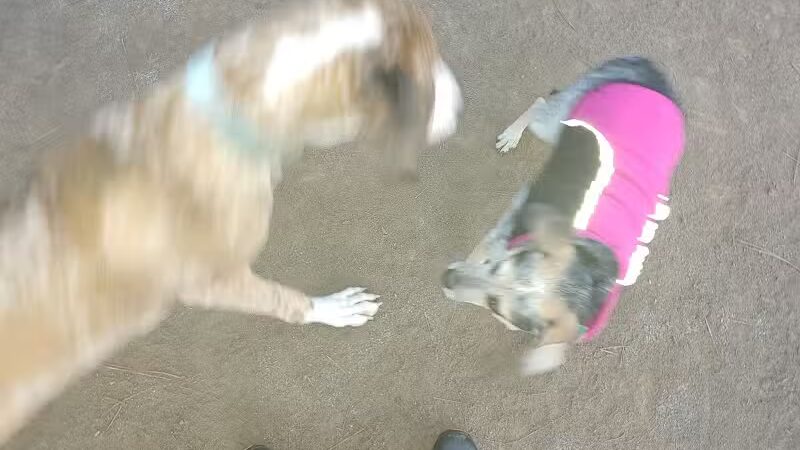 South Hill Dog Park - Spokane, WA