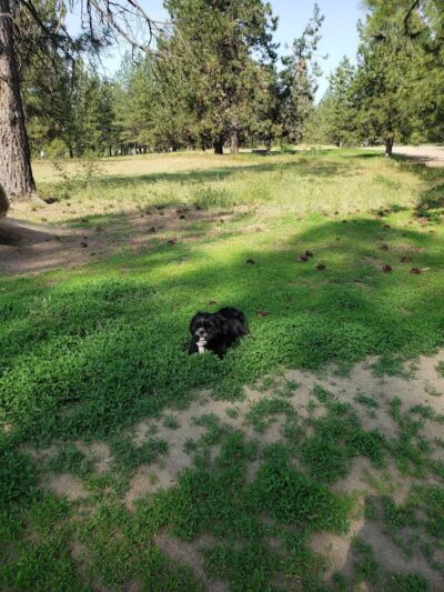 South Hill Dog Park - Spokane, WA