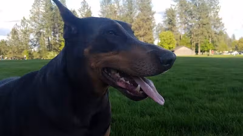 Thornton Murphy Park - Spokane, WA