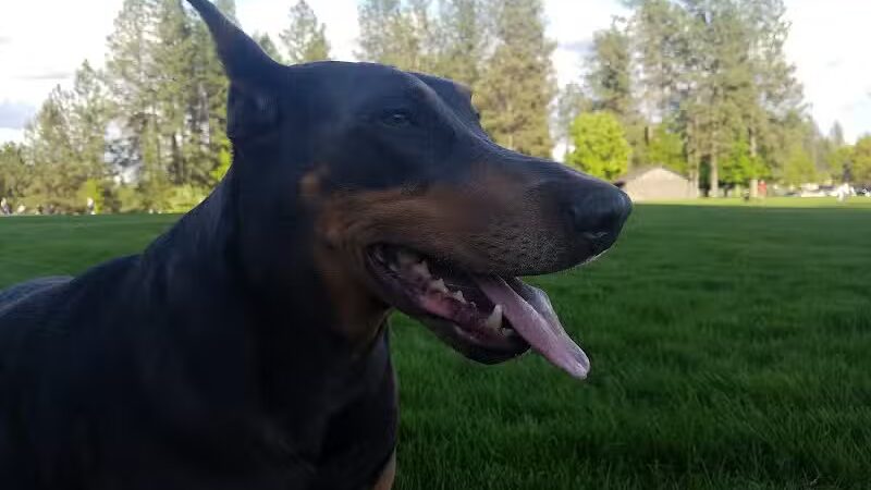 Thornton Murphy Park - Spokane, WA