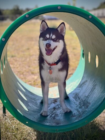 Spooner Dog Park - Spooner, WI