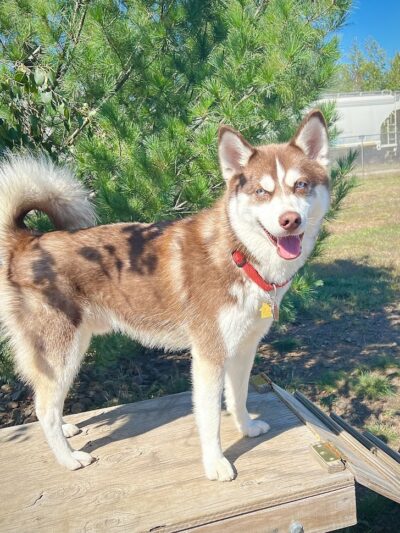 Spooner Dog Park - Spooner, WI