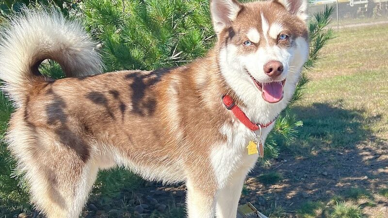 Spooner Dog Park - Spooner, WI
