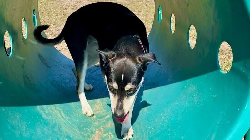 Spooner Dog Park - Spooner, WI