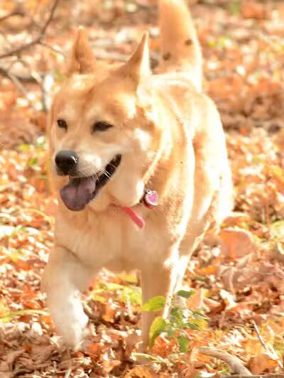 Ayres Memorial Animal Shelter - Sprakers, NY