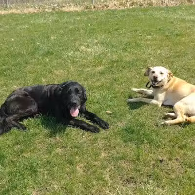 Ayres Memorial Animal Shelter - Sprakers, NY