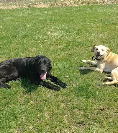 Ayres Memorial Animal Shelter - Sprakers, NY