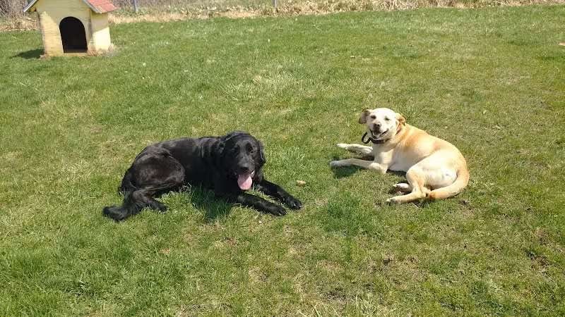 Ayres Memorial Animal Shelter - Sprakers, NY