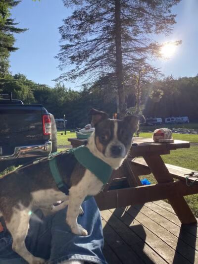 Ayres Memorial Animal Shelter - Sprakers, NY