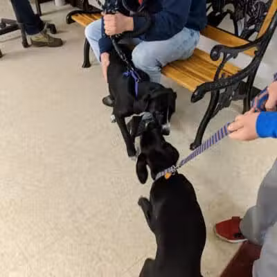 Ayres Memorial Animal Shelter - Sprakers, NY