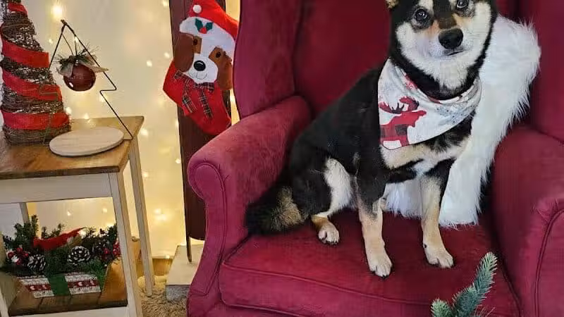 Ayres Memorial Animal Shelter - Sprakers, NY