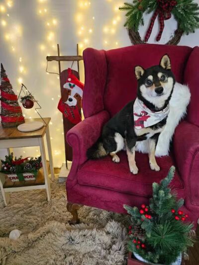 Ayres Memorial Animal Shelter - Sprakers, NY