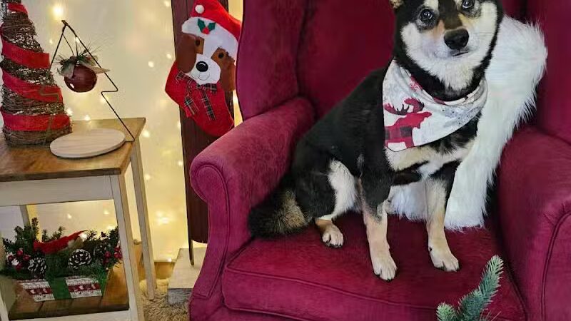Ayres Memorial Animal Shelter - Sprakers, NY