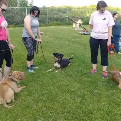 Ayres Memorial Animal Shelter - Sprakers, NY