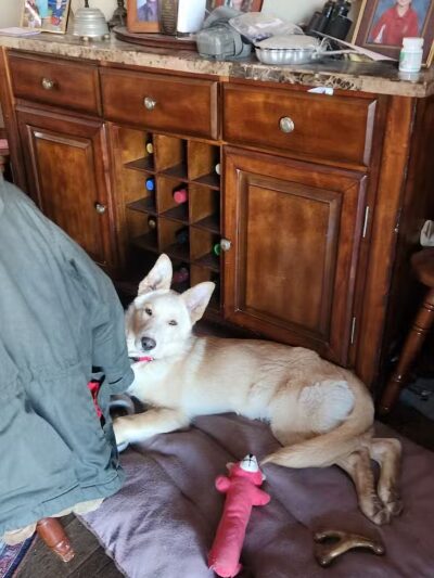 Ayres Memorial Animal Shelter - Sprakers, NY