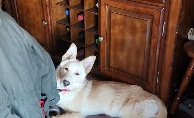 Ayres Memorial Animal Shelter - Sprakers, NY