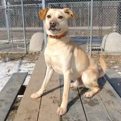 Ayres Memorial Animal Shelter - Sprakers, NY