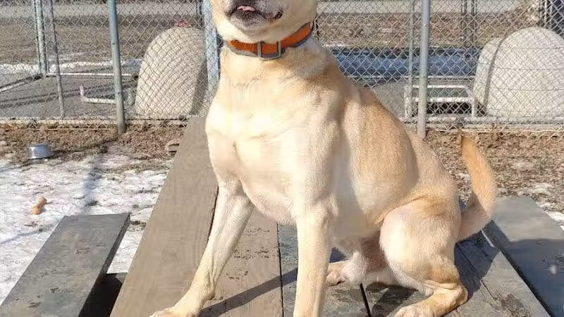 Ayres Memorial Animal Shelter - Sprakers, NY