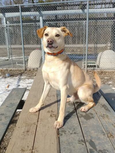 Ayres Memorial Animal Shelter - Sprakers, NY