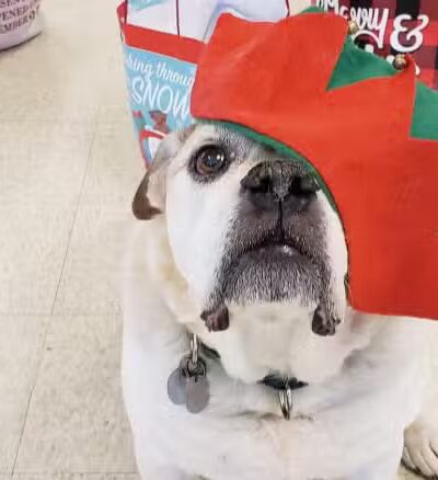 Ayres Memorial Animal Shelter - Sprakers, NY