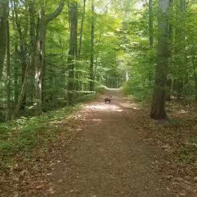 Thomas Burbine Forest Natural Trail - Sprakers, NY