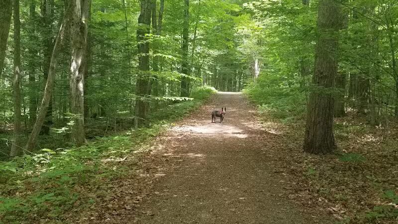 Thomas Burbine Forest Natural Trail - Sprakers, NY