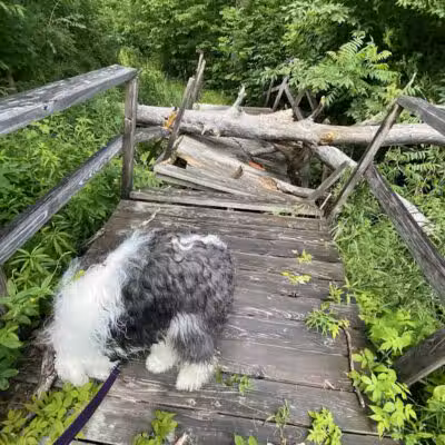 Thomas Burbine Forest Natural Trail - Sprakers, NY