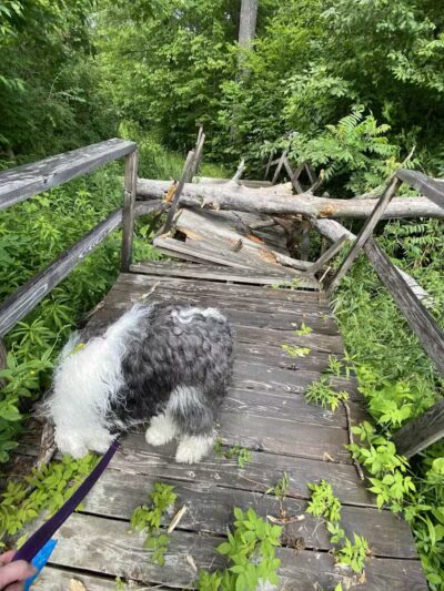 Thomas Burbine Forest Natural Trail - Sprakers, NY