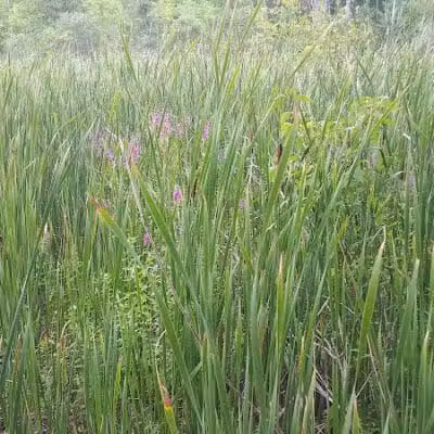 Thomas Burbine Forest Natural Trail - Sprakers, NY