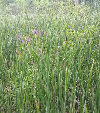 Thomas Burbine Forest Natural Trail - Sprakers, NY
