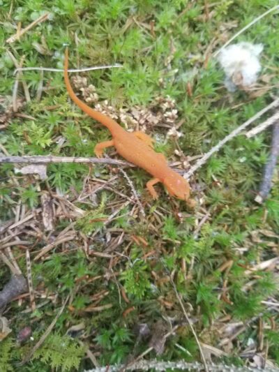 Thomas Burbine Forest Natural Trail - Sprakers, NY